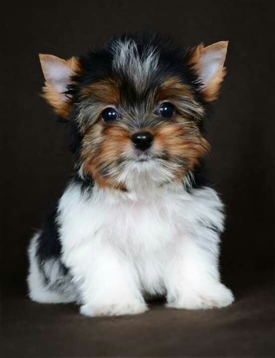 Щенок - щенок - оригинал