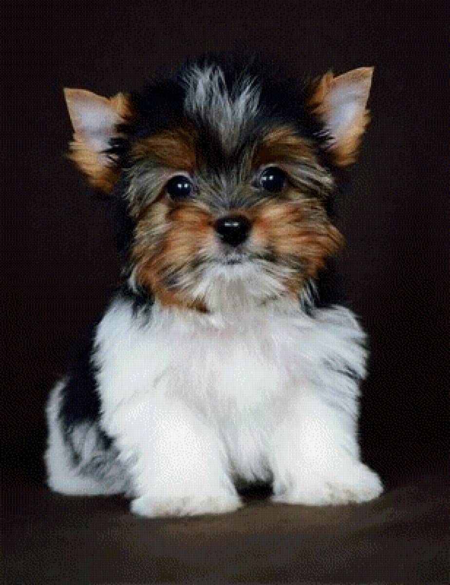 Щенок - щенок - предпросмотр