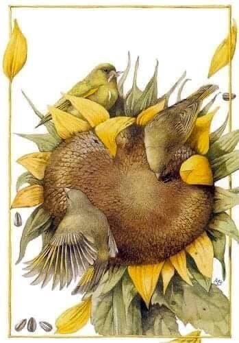 Подсолнух,птицы - подсолнух и птицы - оригинал