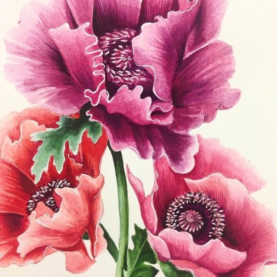 Маки - цветы, маки - оригинал