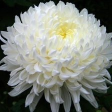 Схема вышивки «Hoa»