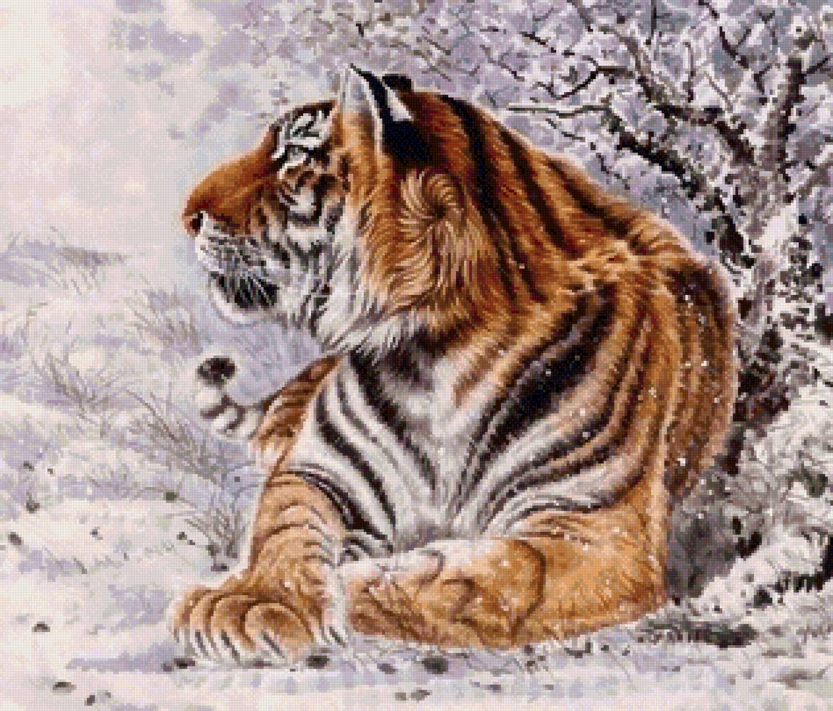 №2679198 - зима, тигр, природа - предпросмотр