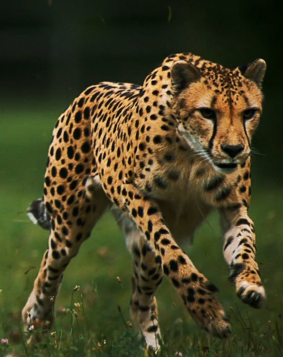 №2679474 - оригинал