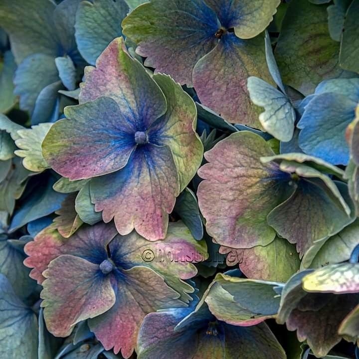 подушка гортензия - оригинал