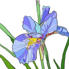 Схема вышивки «ирис»