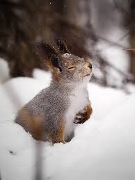белка в снегу - белка зима - оригинал