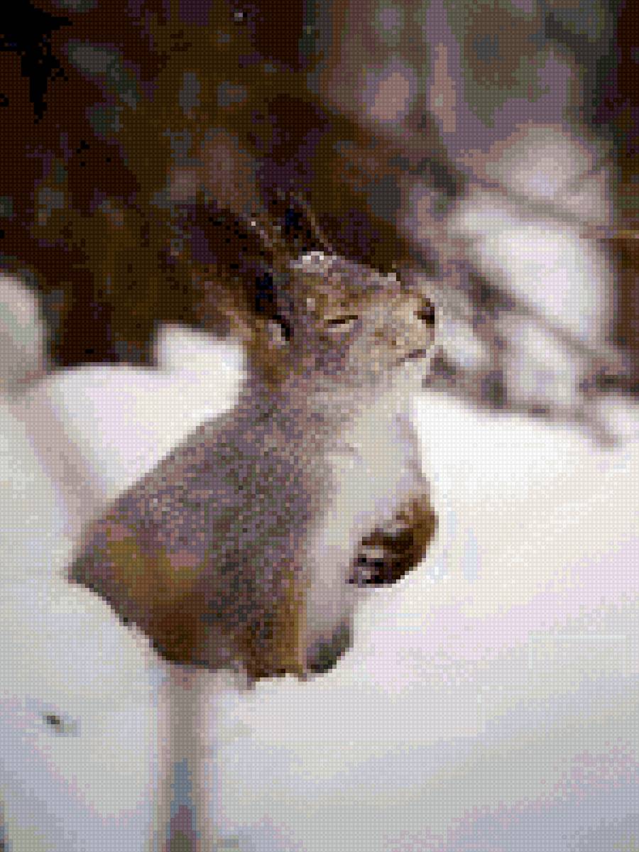 белка в снегу - белка зима - предпросмотр