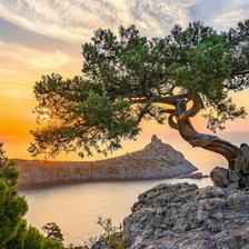 дерево на скале