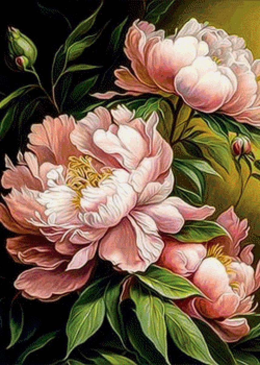 Пионы - пионы, цветы - предпросмотр