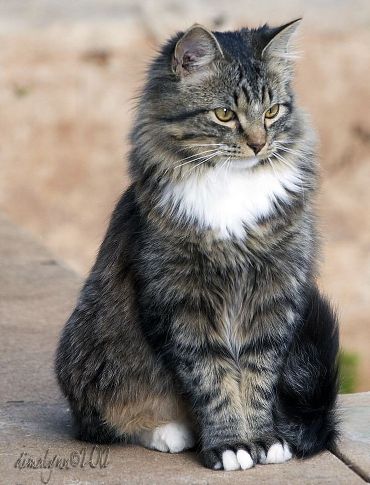 Кот - кот 🐱 - оригинал