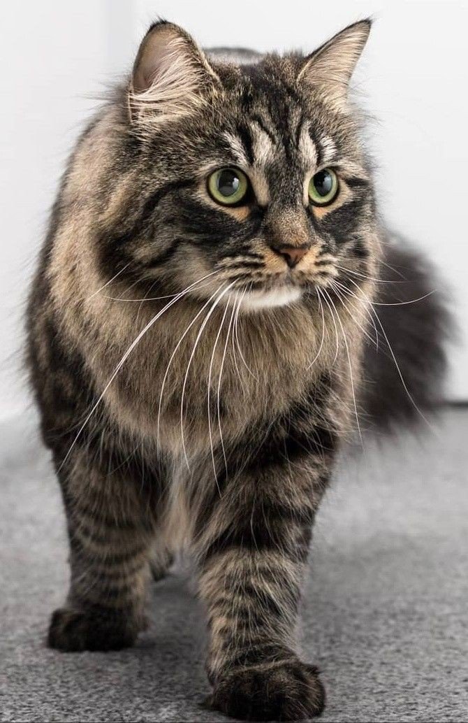 Кот - кот 🐱 - оригинал