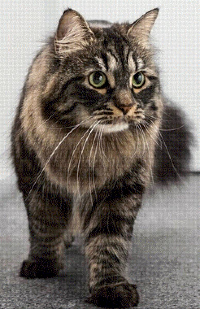 Кот - кот 🐱 - предпросмотр