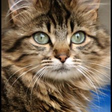 Схема вышивки «Кот»