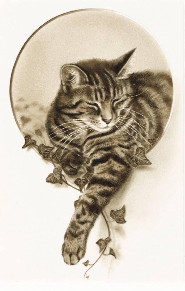 Кот - кот 🐱 - оригинал