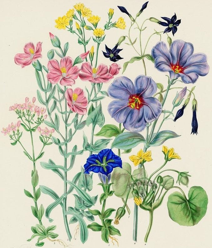 цветы - оригинал