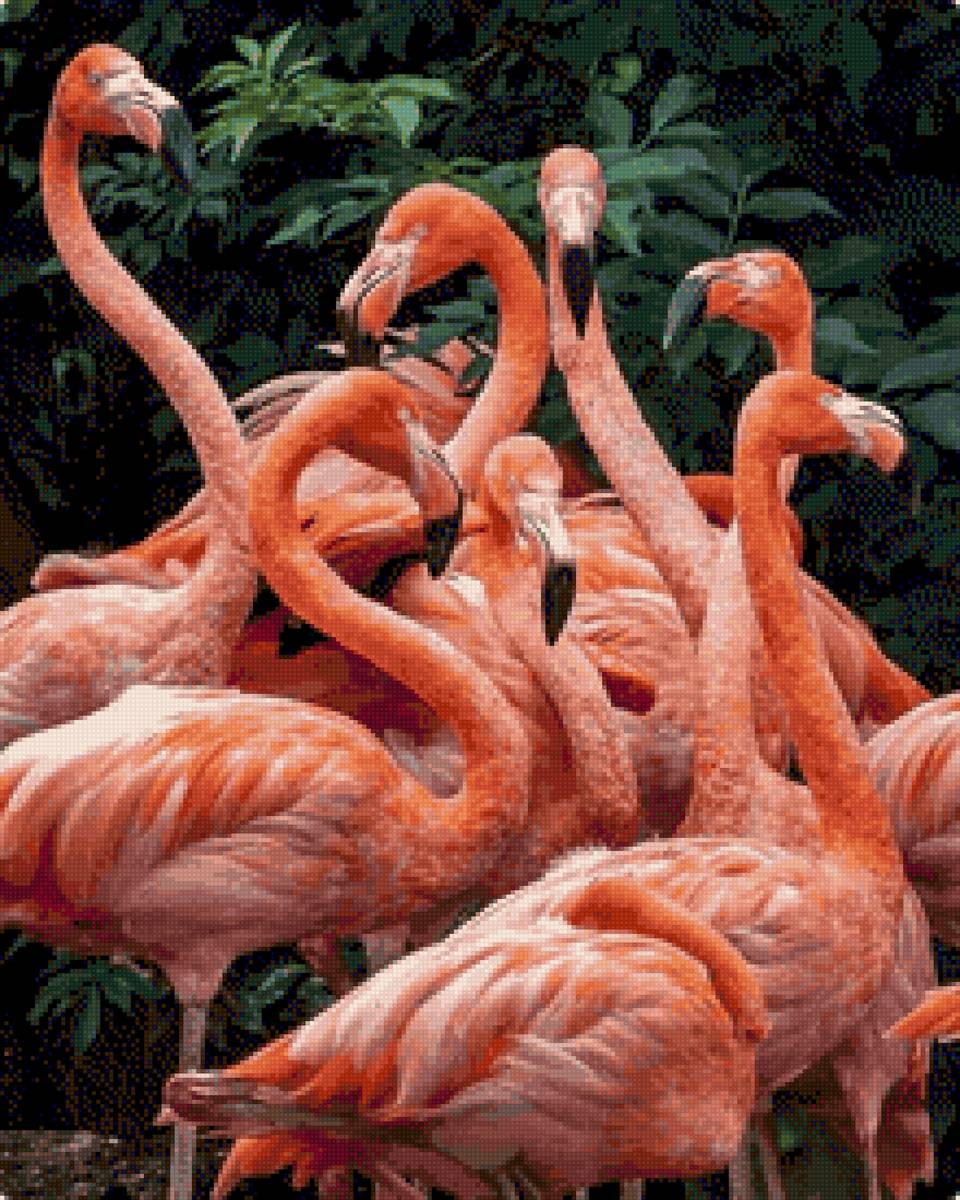 Розовые фламинго - предпросмотр