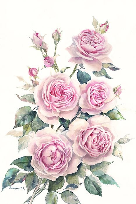 Розовые розы - живопись, розы, цветы - оригинал
