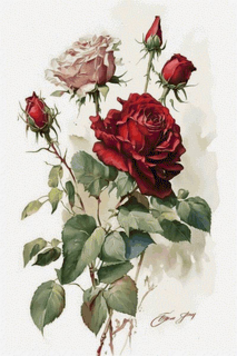Акварельные розы - розы, цветы, живопись - предпросмотр