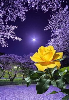 №2682161 - оригинал