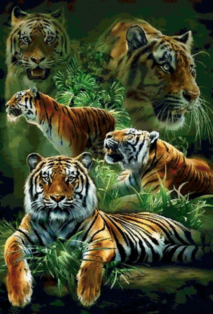 коллаж тигры - предпросмотр