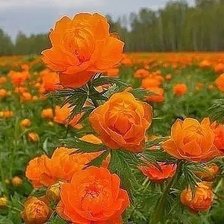 Схема вышивки «Лето. Море цветов»