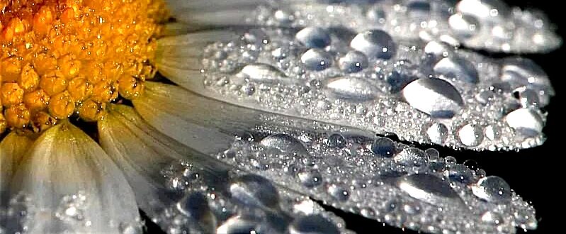 Капли на лепестках - оригинал