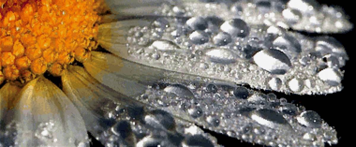 Капли на лепестках - предпросмотр