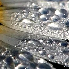 Капли на лепестках