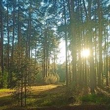 Схема вышивки «огурдино»