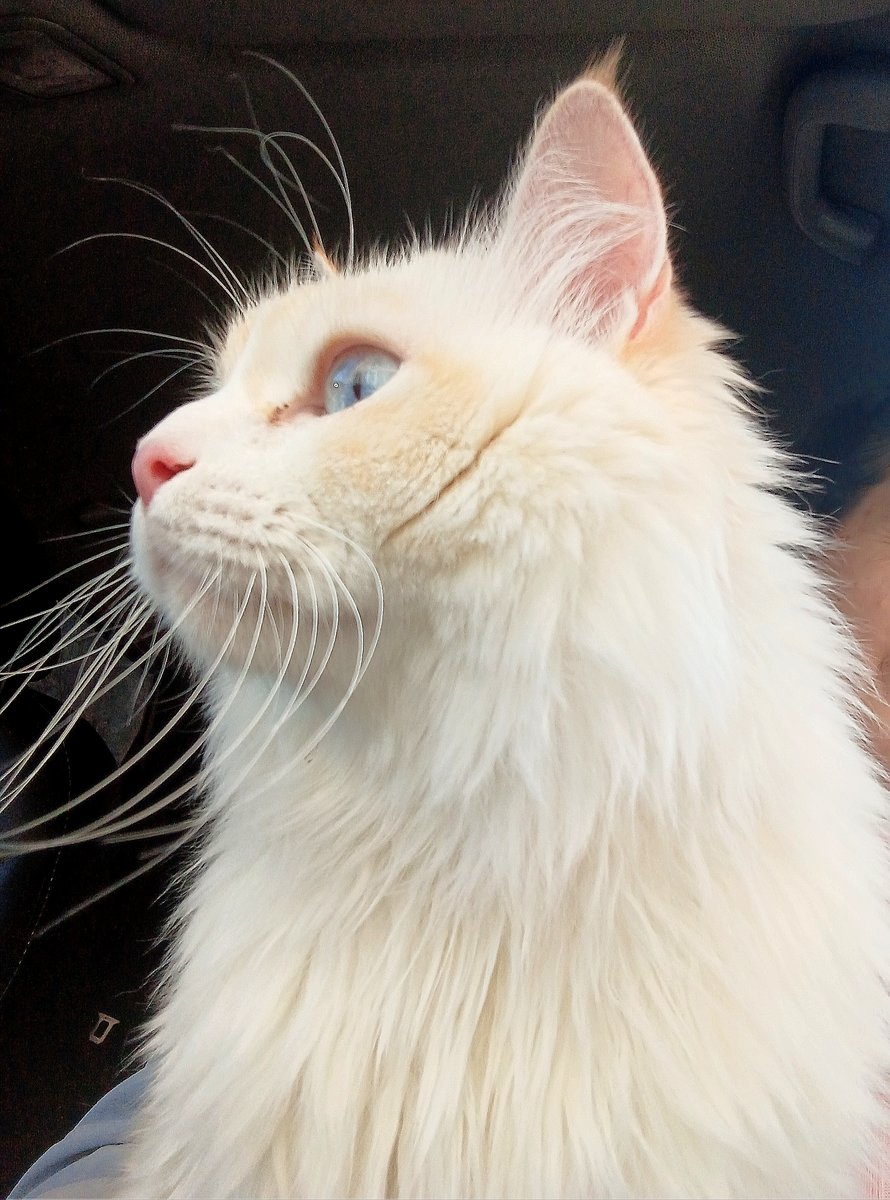 Мой кот - кошки, животные - оригинал