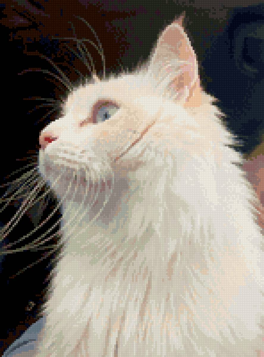 Мой кот - кошки, животные - предпросмотр