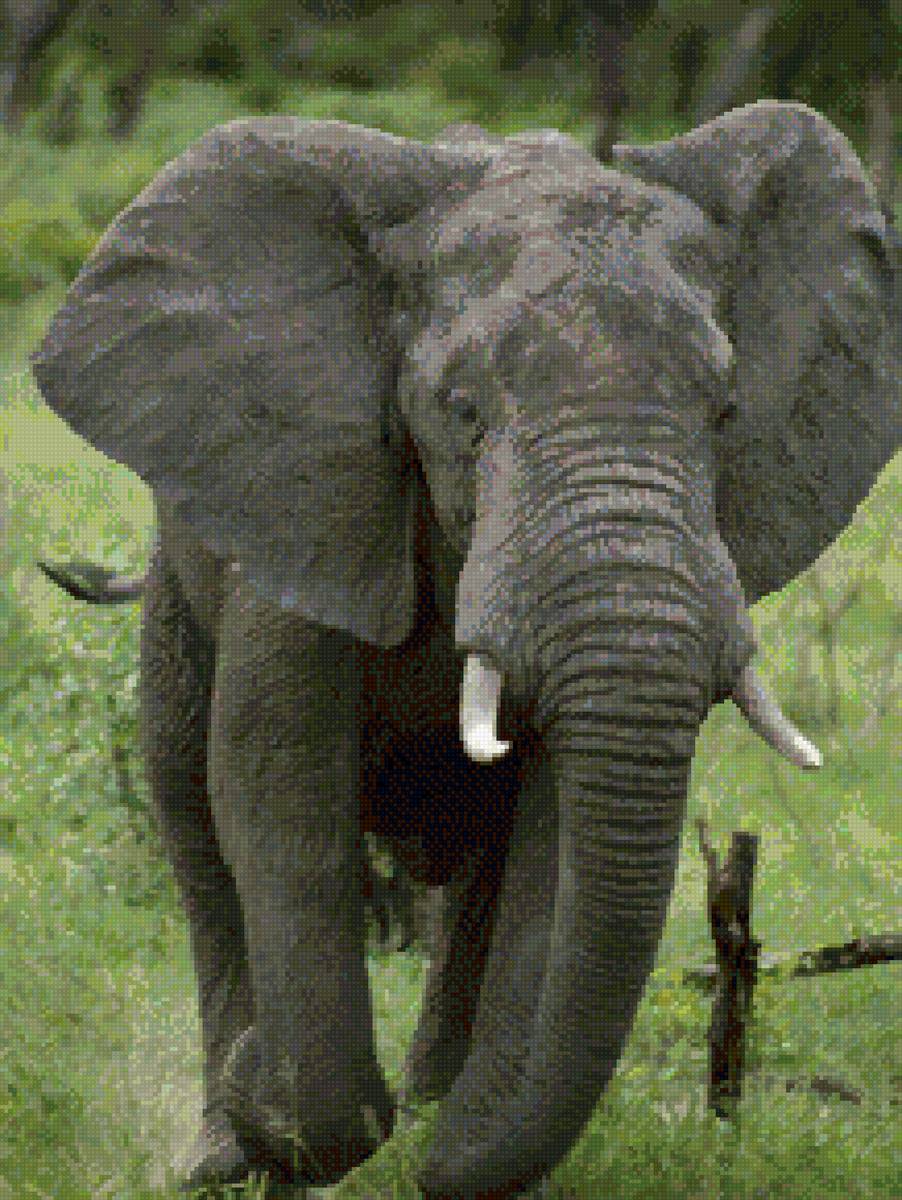 №2684818 - африка, животные, слон - предпросмотр