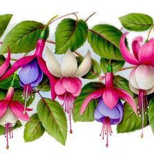 Схема вышивки «Фуксия»