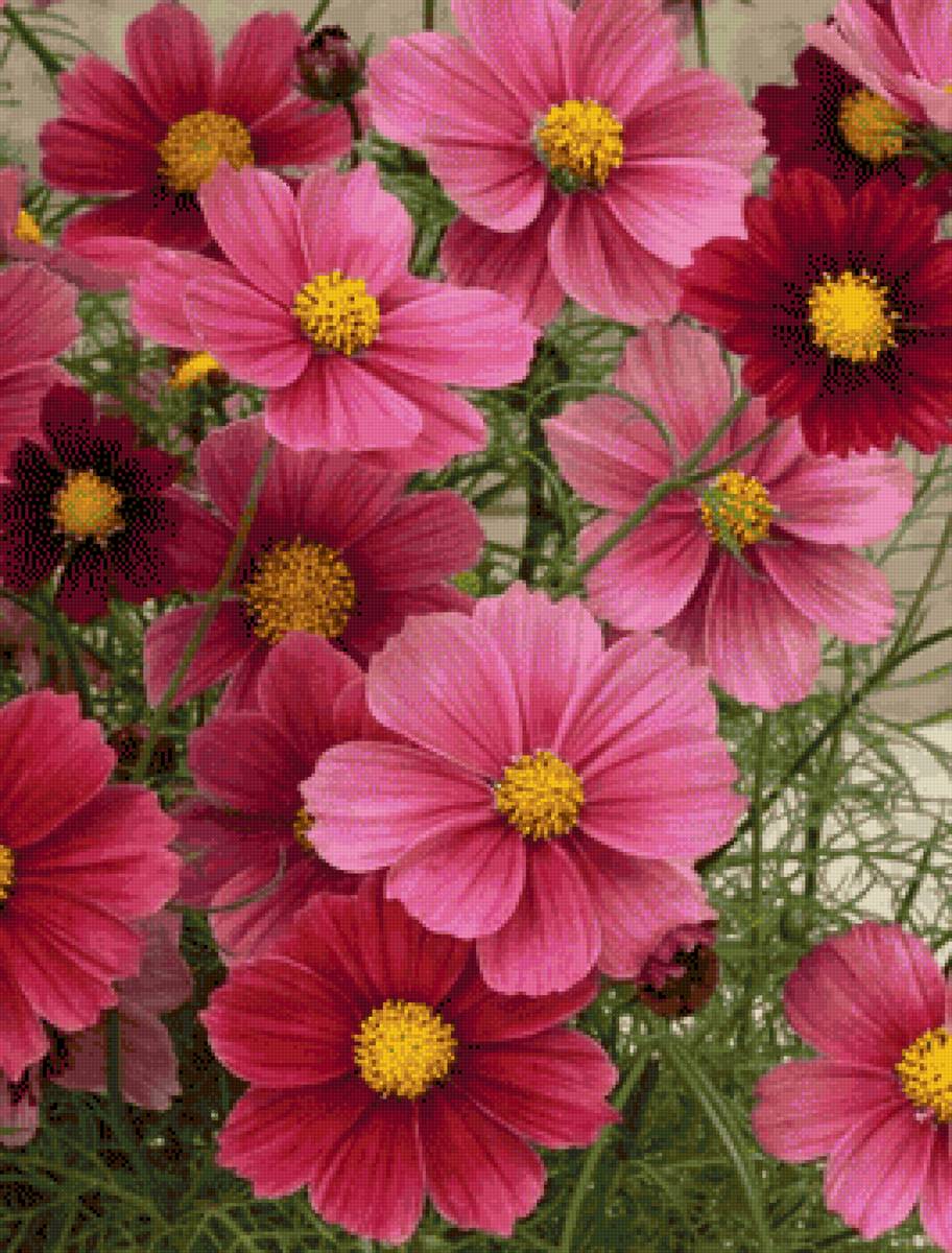 Космея - цветы, космея - предпросмотр