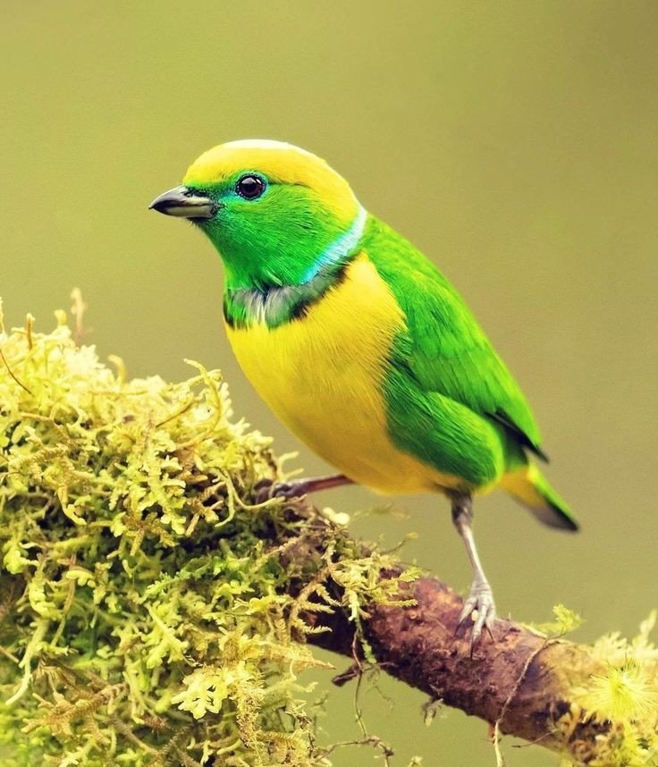 №2685695 - оригинал