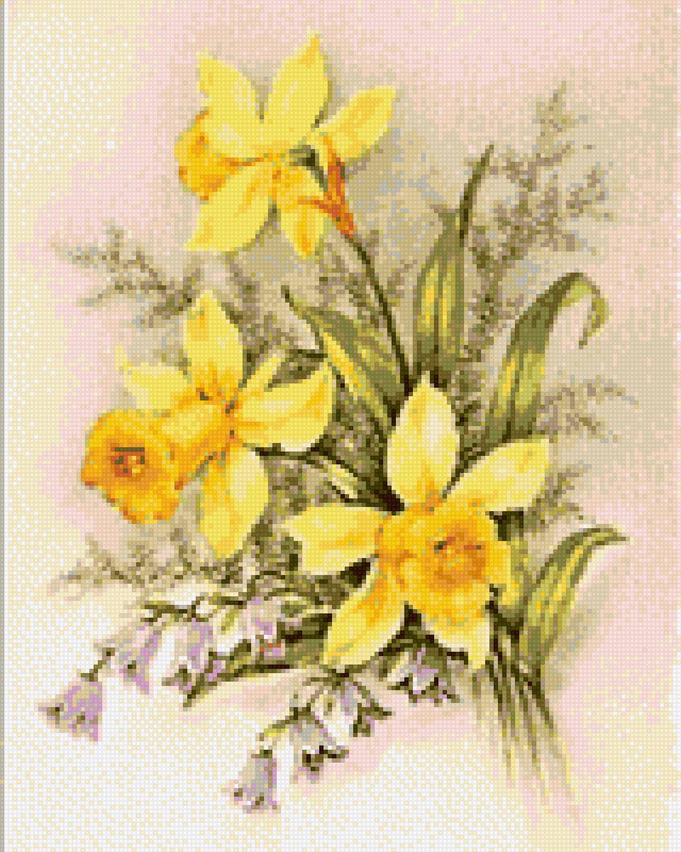 Cvece narcisi - предпросмотр