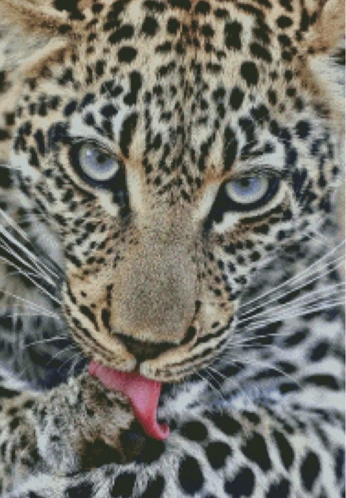 Леопард за умыванием - оригинал
