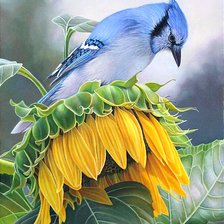 Схема вышивки «На подсолнухе»