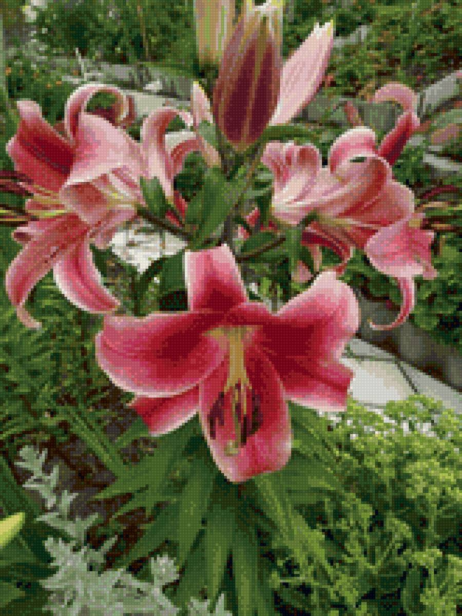 Лилии - предпросмотр