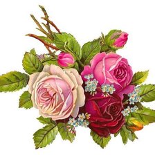 Схема вышивки «Cvece, ruze»