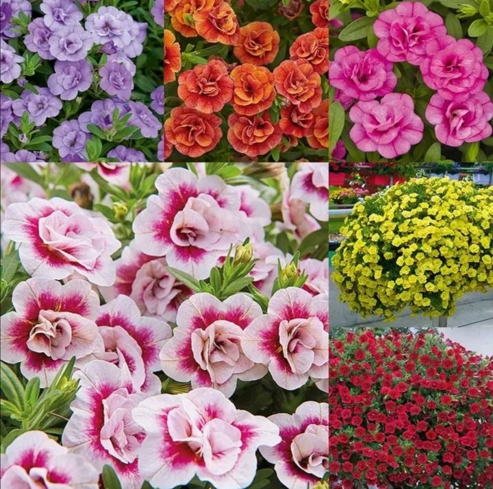 Калибрахоа5 - цветы, панно - оригинал