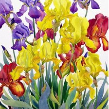 Схема вышивки «ирисы»