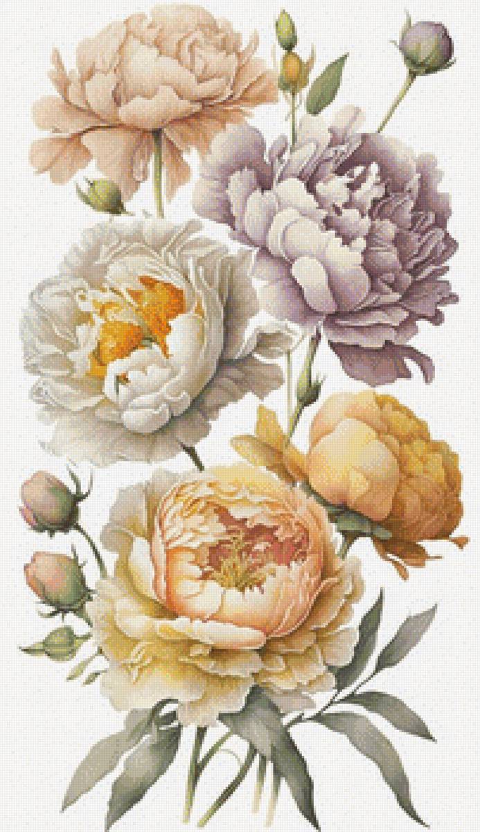 Пионы - пионы, цветы - предпросмотр