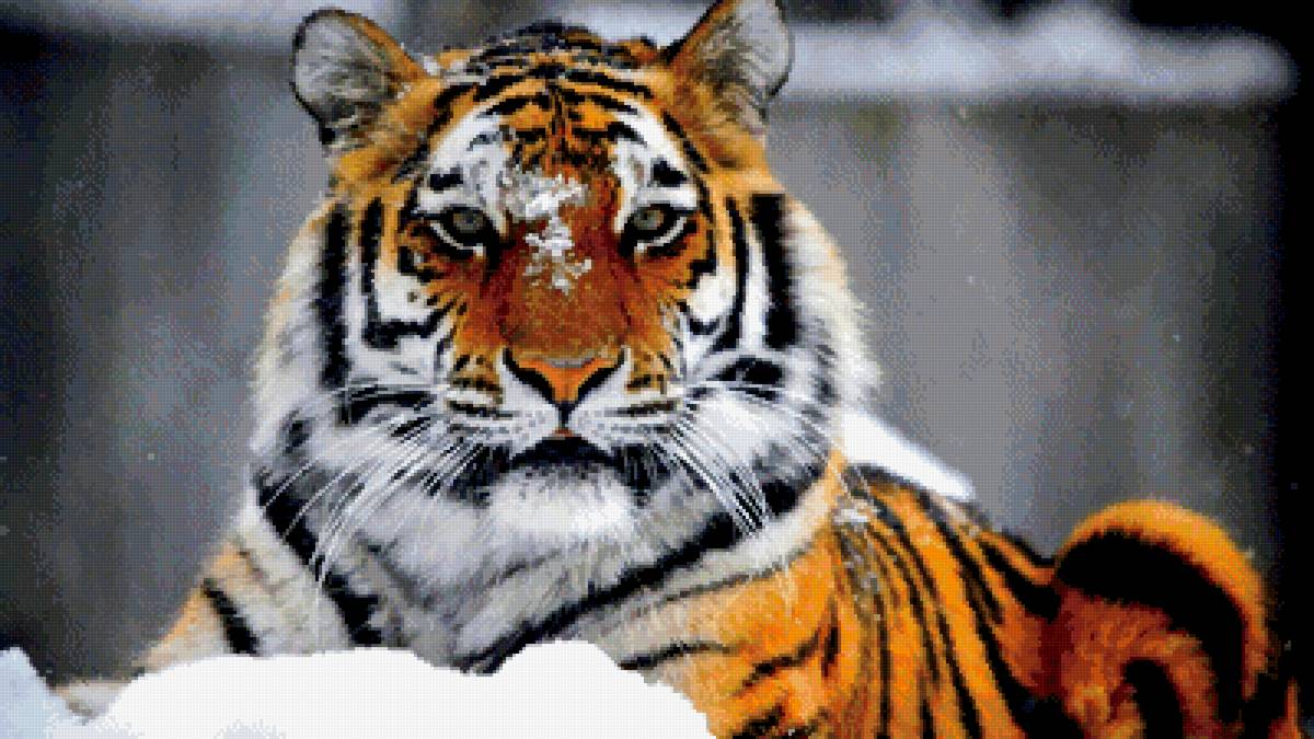 №2689013 - предпросмотр