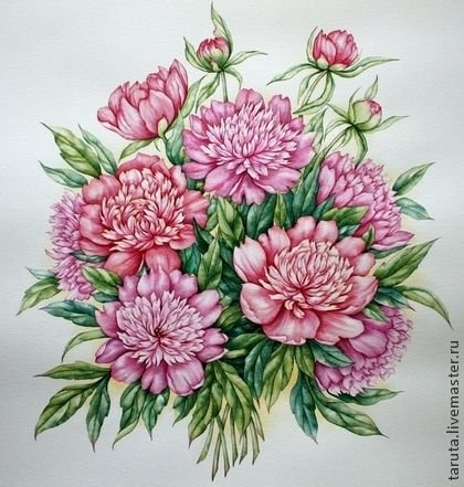 Пионы - цветы, пионы - оригинал