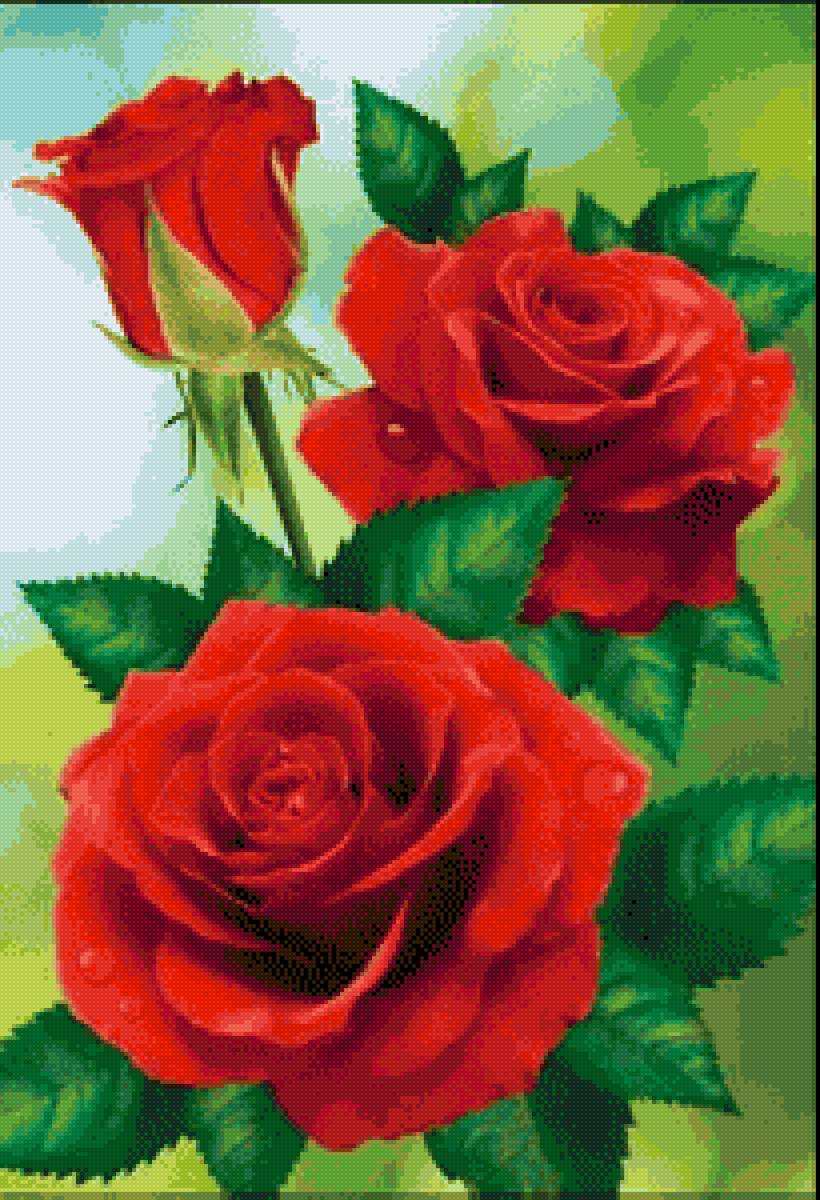 розы - цветы, роза - предпросмотр