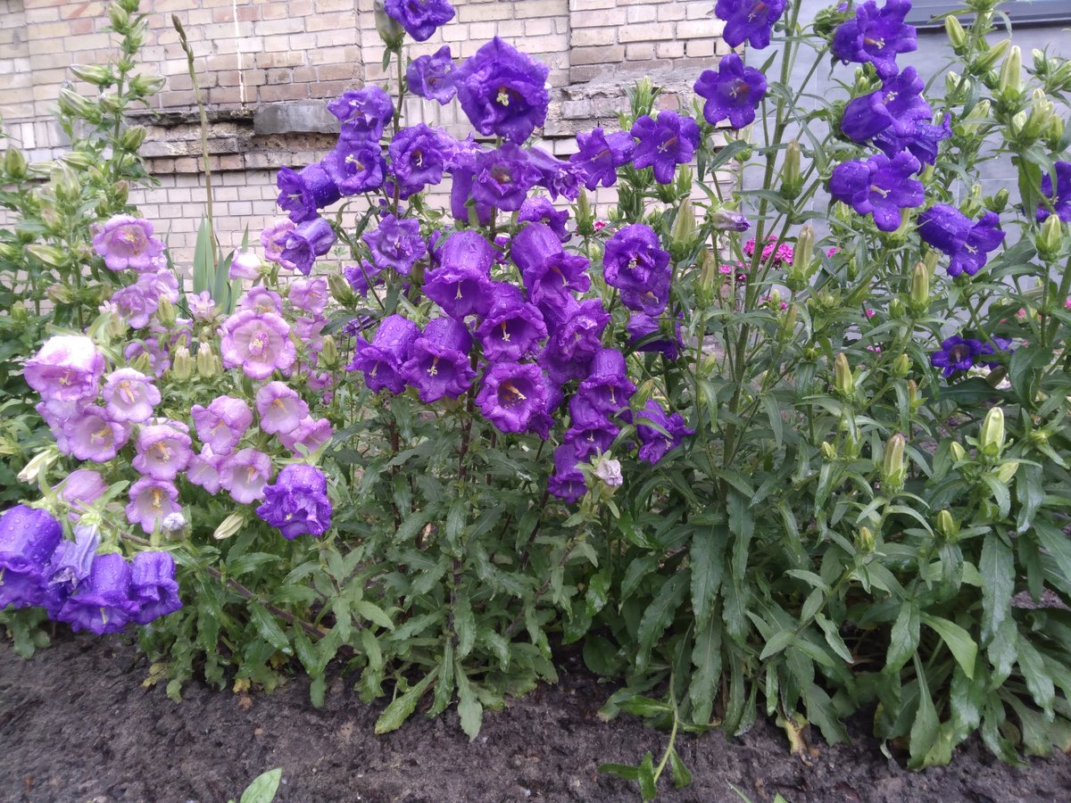 Колокольчики - природа, цветы - оригинал