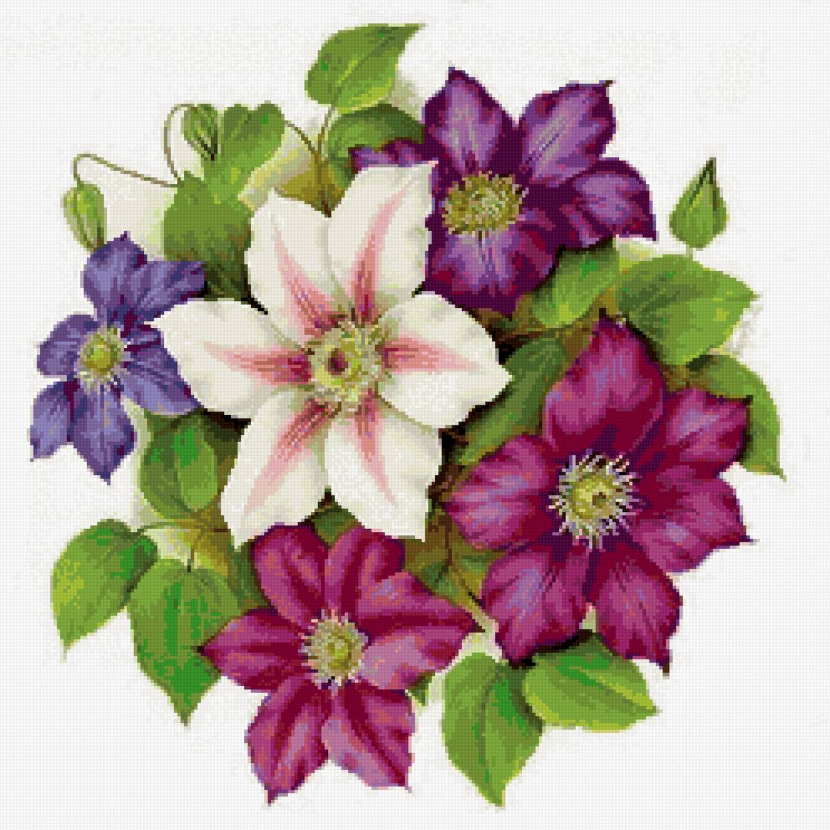 клематисы - предпросмотр