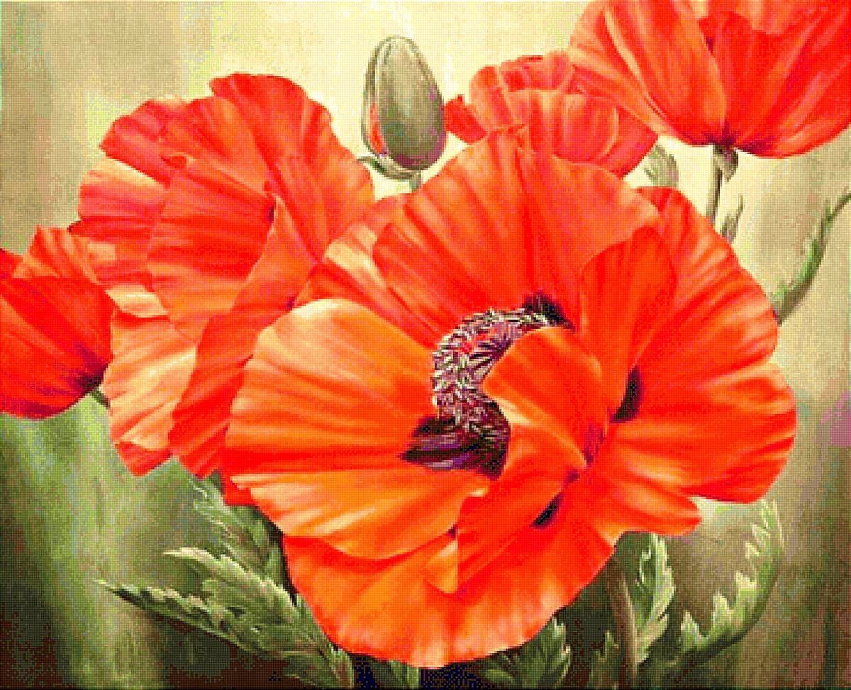 Яркие маки - оригинал