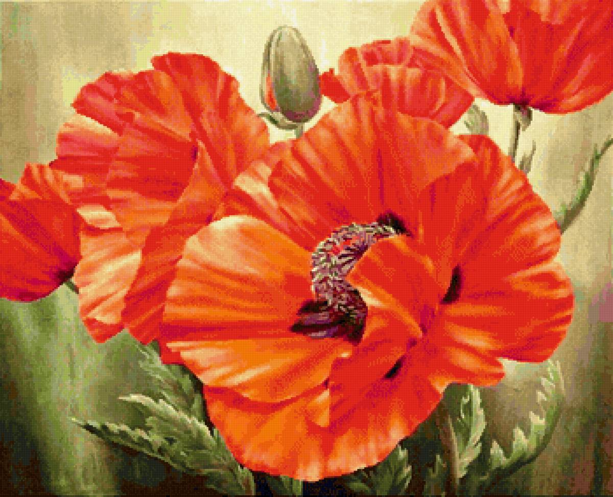 Яркие маки - предпросмотр